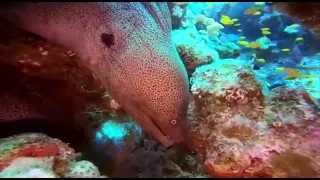 Moray eels out in the open