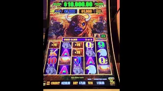 $75 BET BIG WIN BUFFALO LINK FREE GAMES - HARD ROCK TAMPA HIGH LIMIT 25cents Denom