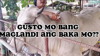 GONADIN -250 #bugtongfamvlog  #GONADIN #baka #livestock #cow