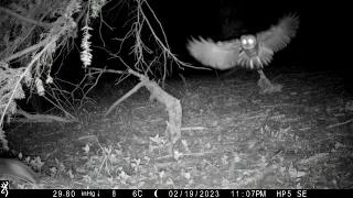 Tawny Owl hunting Rat.