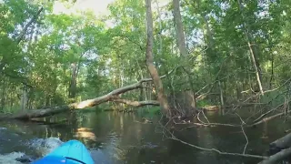 Caught On Camera: Alligator Attacks Kayaker