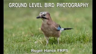 Ground Level Bird Photography using the Olympus EM1X and the 300mm F4 lens.