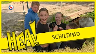 Schildpad gevonden| HEA!