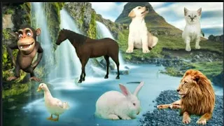 Sound of farm animals: cow, chicken, buffalo, sheep, goat, duck - animal sounds