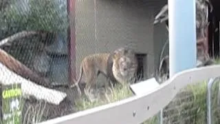 Lion spraying at the S. Diego Zoo