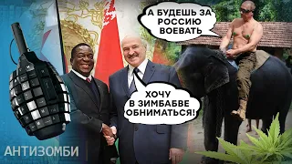 Путин взял Лукашенко за 🥚🥚. Зачем белорусов  активно готовят к войне? Антизомби