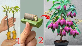 Summary of the 4 best techniques for propagating mango trees using aloe vera and ripe bananas