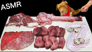 ASMR MUKBANG Pitbull Eating Raw Quail eggs Foods Ox tongue Lamb Horse lungs Pork  throat Duck wings