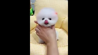 Baby dogs | Cute and Funny Pomeranian Videos | Aww Cutest