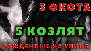 Началось! 3 окота - 5 козлят...