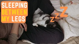 10 Mysterious Reasons: Your Cat Sleep Between Your Legs!