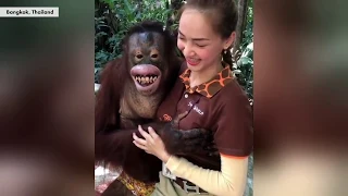 Orangutan gropes female animal handler | New York Post