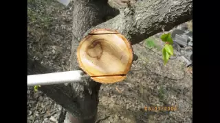 Cleft Grafting Demonstration