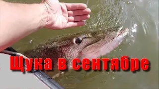 Щука в сентябре. Рыбалка на щуку. Река Иртыш.