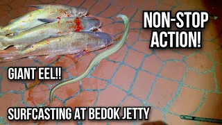 NON-STOP ACTION at Bedok Jetty!! Giant EEL | Jahan Season