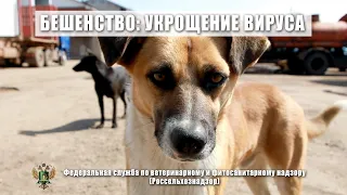 Фильм "Бешенство. Укрощение вируса"