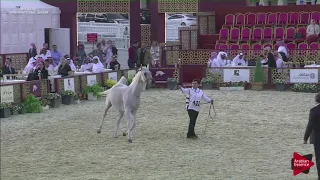 N.122 MAKHIDA - 2019 Qatar International show - Mares 11 Years old and above (Class 9)