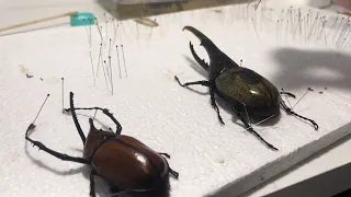 To make a specimen for world’s largest beetle