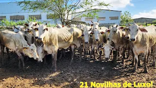 GADO DE R$ 200,00 SÓ NA FEIRA EM CARUARU-PE  23-04-2024  #nordeste