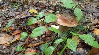 БІЛЯШИКИ / ОПЕНЬКИ / ЧЕРВОНЯКИ...mushrooms