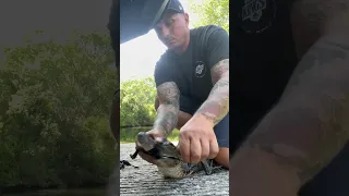 Releasing another angry little gator.