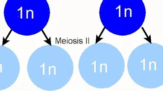 MEIOSIS PART 2