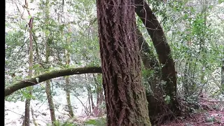 Sasquatch Search Boulder Mountain Bigfoot