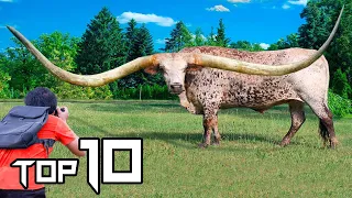 10 Animals With The Biggest Horns In The World | Things Around