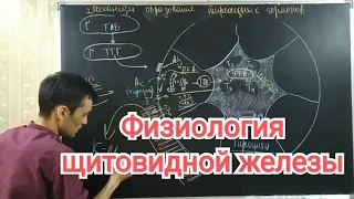 Физиология щитовидной железы. Гипер и гипотериоз.Physiology of the thyroid gland. Hyperthyroidism...