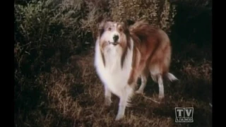 2 Rangesr Lassie (Season 15 Eps 27 Lassie and the Flying Squrrels)