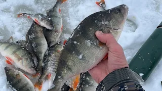 ОКУНИ - КАБАНЫ НА МОРМЫШКУ В ГЛУХОЗИМЬЕ, Можайка радуют