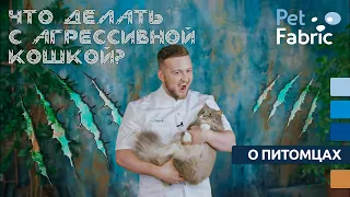 Что делать с агрессивной кошкой?