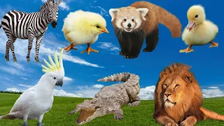 Farm Animal Sounds: Swan, Goose, Chick, Parrot, Zebra, Peacock, Toucan - Many Animals