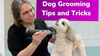 Grooming a Shih tzu/Maltese mix and a Spaniel/Poodle/Maltese mix. Unedited video. Poodle clip work.