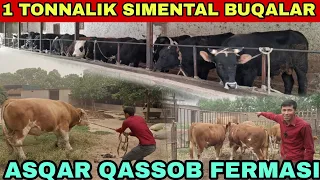 1 TONNALIK SIMENTAL ANGUS VA MESNI BUQALAR BOQISH SIRLARI VA SHAROITLARI ASQAR QASSOB FERMASI