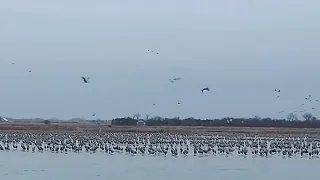 Nebraska sandhill cranes 2024