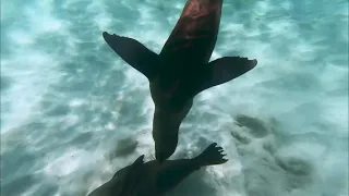 Snorkeling and Diving with Seals at San Cristobal, Galapagos Islands