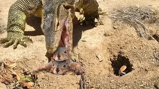 Hungry Lizard Prowls--Finds Squirrel and Eats It