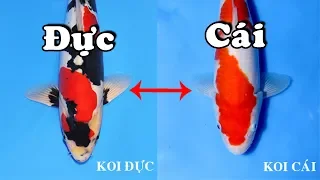 Phân biệt Chính Xác Koi đực và Koi cái - Màu sắc và hình dáng bên ngoài