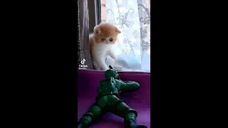cute kitten afraid of the toy soldier - if you don't watch you will lose a lot