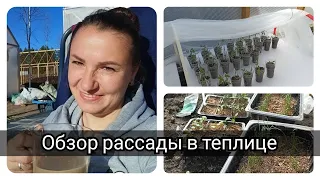 🌿Рассада в теплице 🔥🤔Когда же можно выносить рассаду???