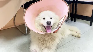 Make Nutritious Meals For Hospitalized Samoyeds And Start A Business To Take Better Care Of Them