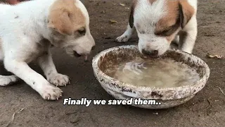 Rescue Abandoned Puppies Building Mud House Dog And Fish Pond For Red Fish #rescuedog