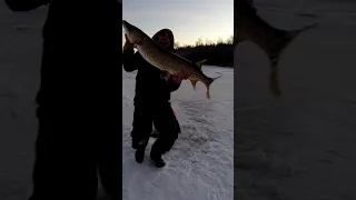 BIGGEST PIKE #icefishing #catchandrelease