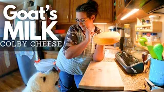 Intermediate Home Cheesemaking: Colby | (Meet My NEW Milking Goat!)