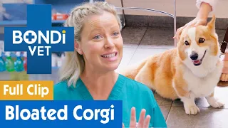 Corgi Dog Had Too Much To Eat | FULL CLIP | Bondi Vet