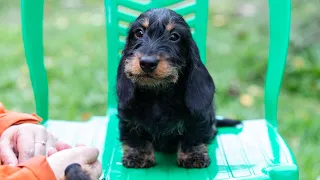 Dachshund wire-haired miniature (Такса ж/ш мини) ,ZVENI-DACHS MAGNIFICO (3 months).