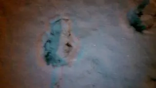 Bigfoot Sasquatch foot prints found in snow