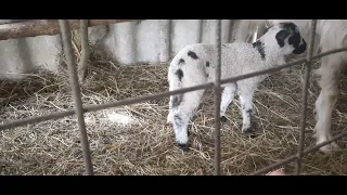 Am pus   un miel  în locul  iezi lor  la capră  și  la acceptat  din prima  🐐🐐🐑🐑