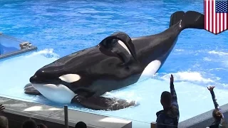 SeaWorld killer whale shows at San Diego park to end, no more orca shows by late 2016 - TomoNews